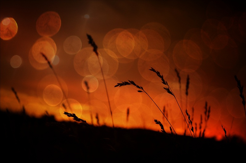 meadow sunrise wheat bokeh small.jpg