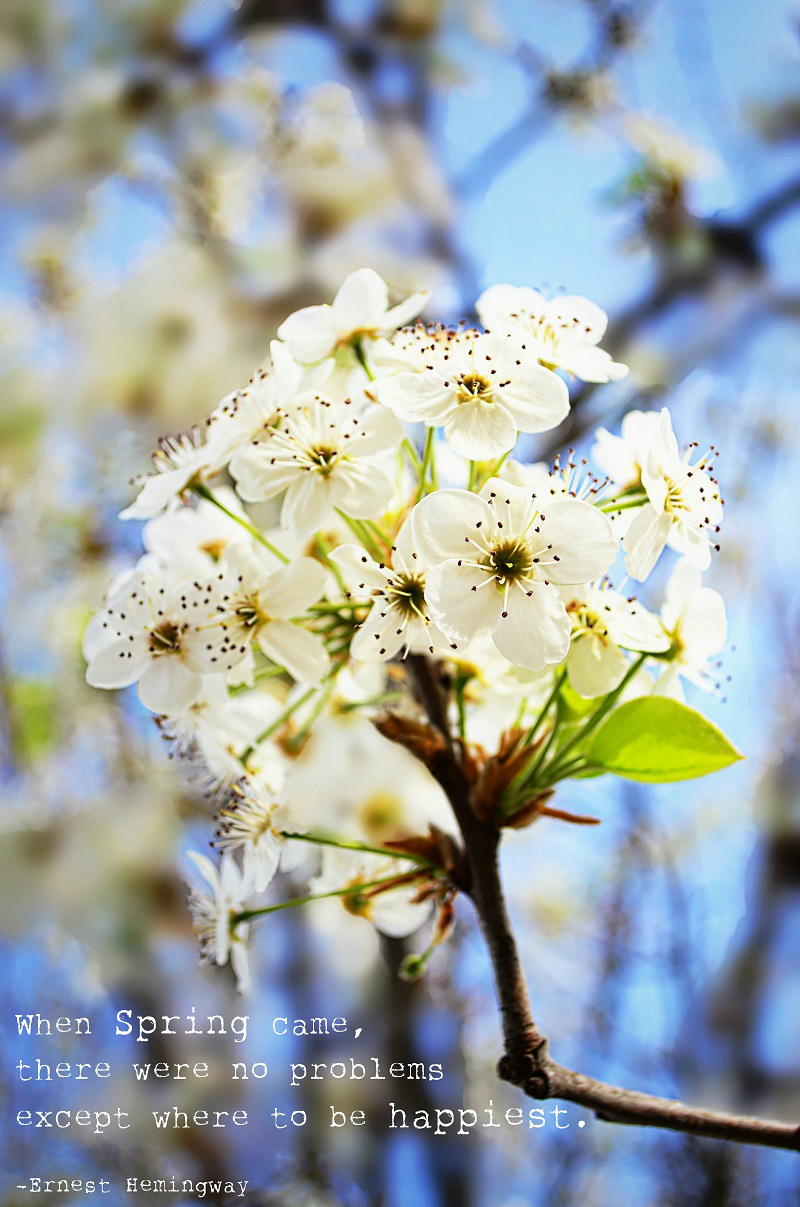 white blossoms happiest quote small.jpg