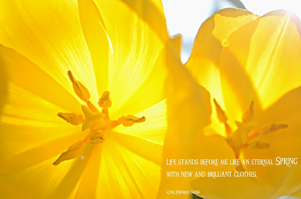 yellow tulip closeup-1277 sharp spring quote small.jpg