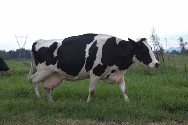 Cow FLAT IMAGE.jpg