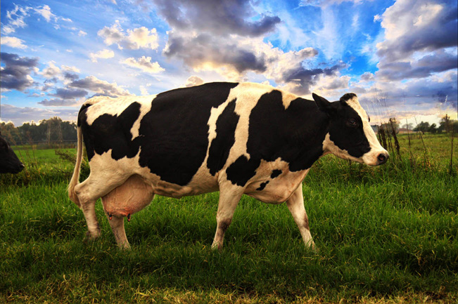 Cow SPE small image.jpg