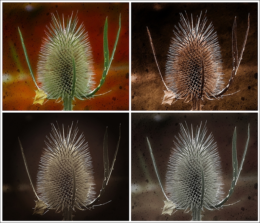 Teasing Teasels.jpg