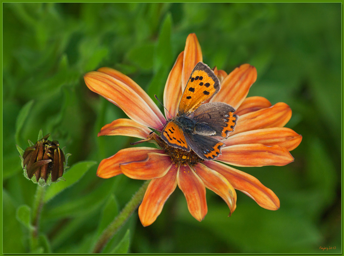 Small Butterfly RED-small.JPG