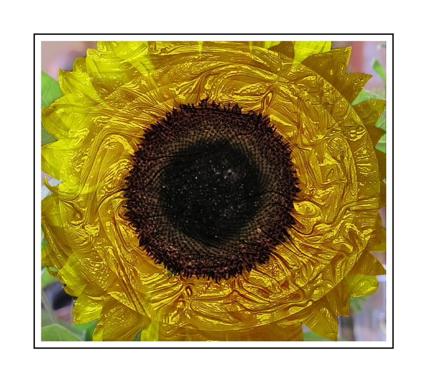 Sunflower for Louisa.jpg