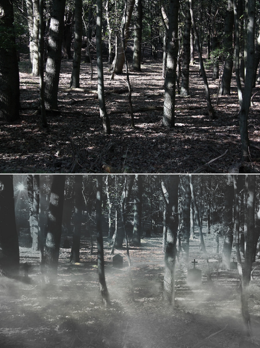 Mysterious Forest.jpg