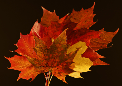 Leaves 1.JPG