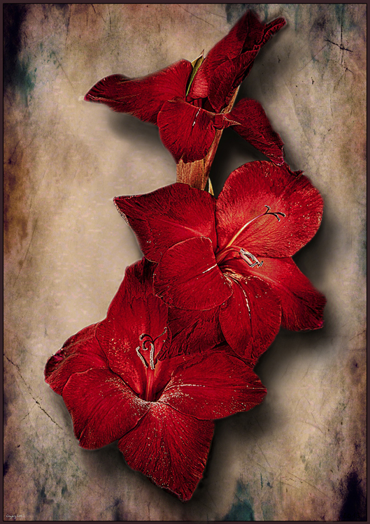 THE LAST Red Gladioli resized.JPG