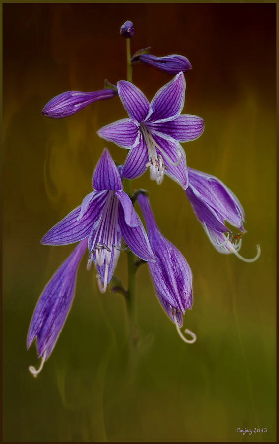 Hosta RED EPZ-EBF.JPG