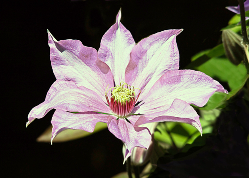 Initial Clematis Image.jpg