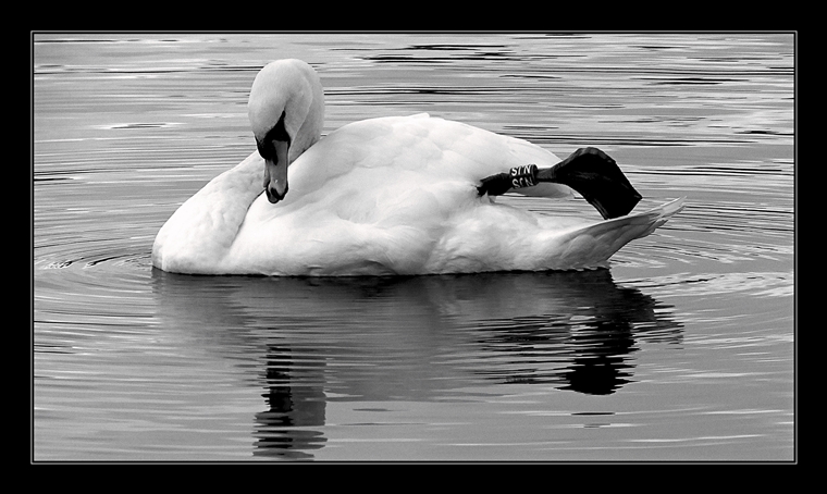 Swan - Linlithgow Loch (Small).jpg