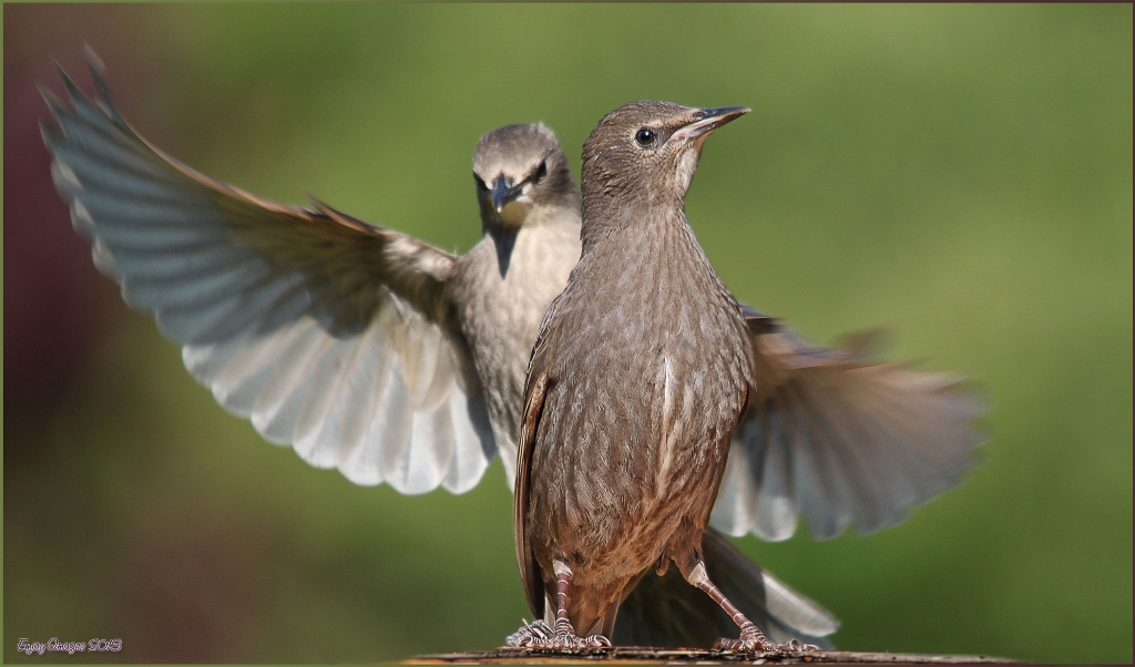 starlings-red (1024x602).jpg