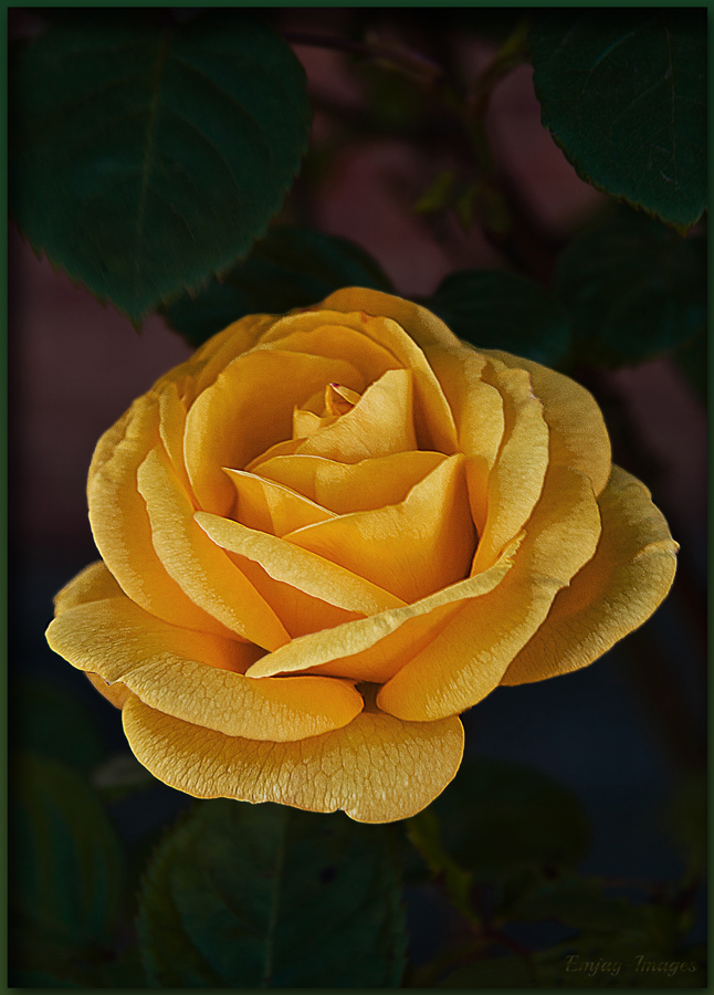 Final Rose resized SPE.JPEG