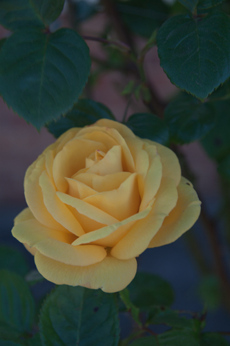 Original Image yellow Rose.JPEG