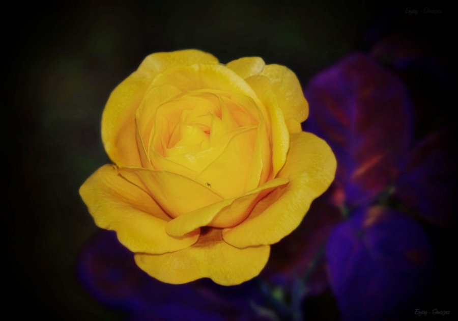 Yellow Rose 2 for SPE.jpg