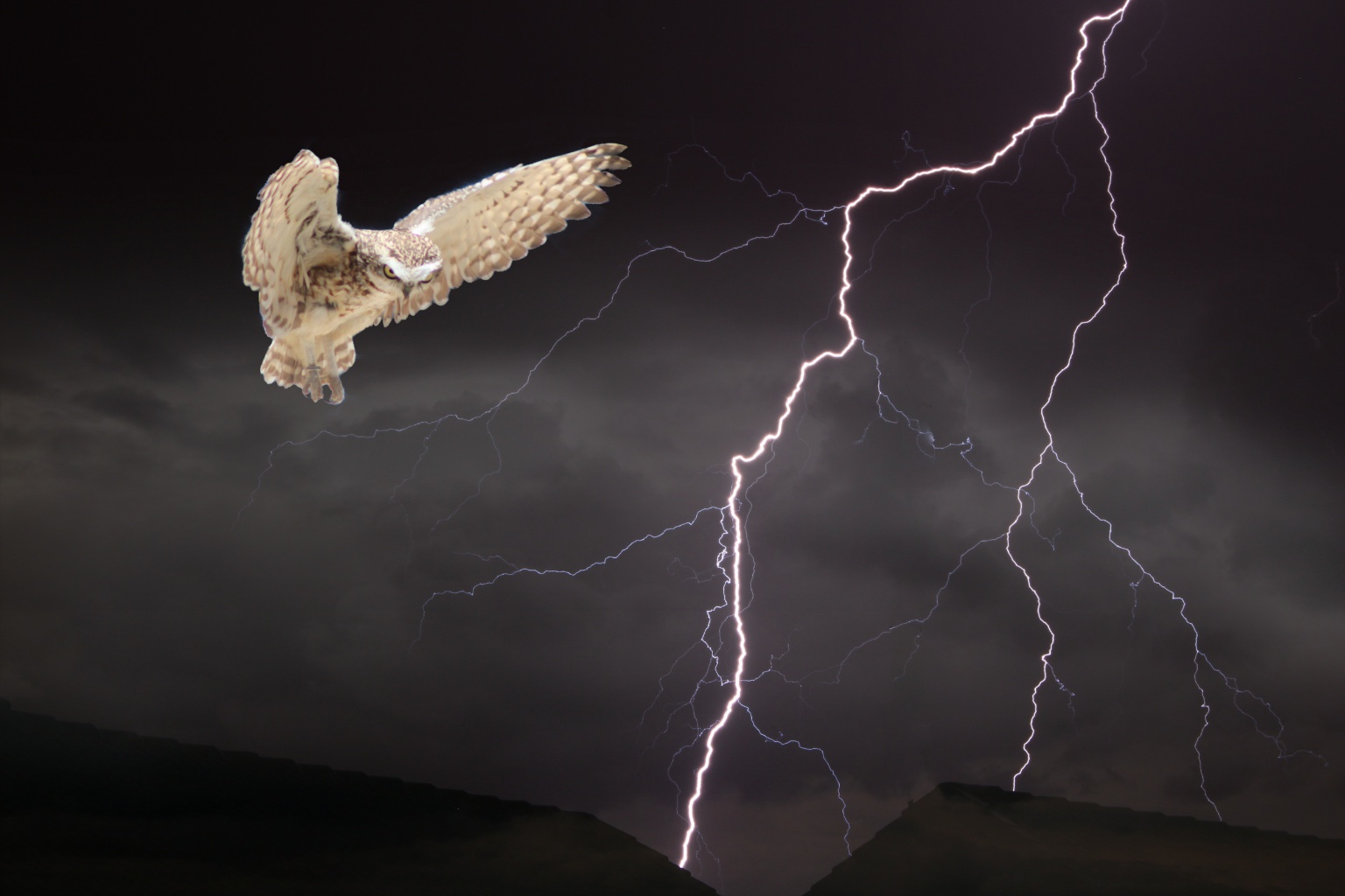 Owl lighting 1.jpg