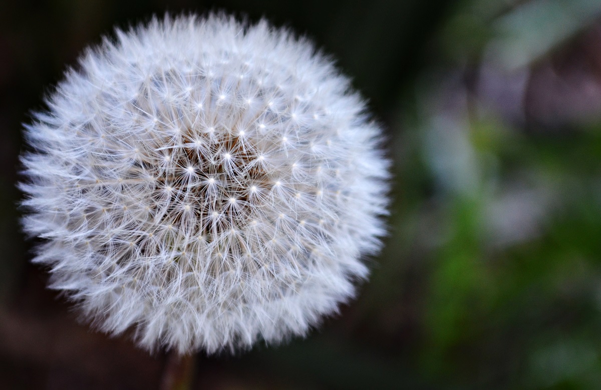 dandelion small file 2-9-2014.jpg