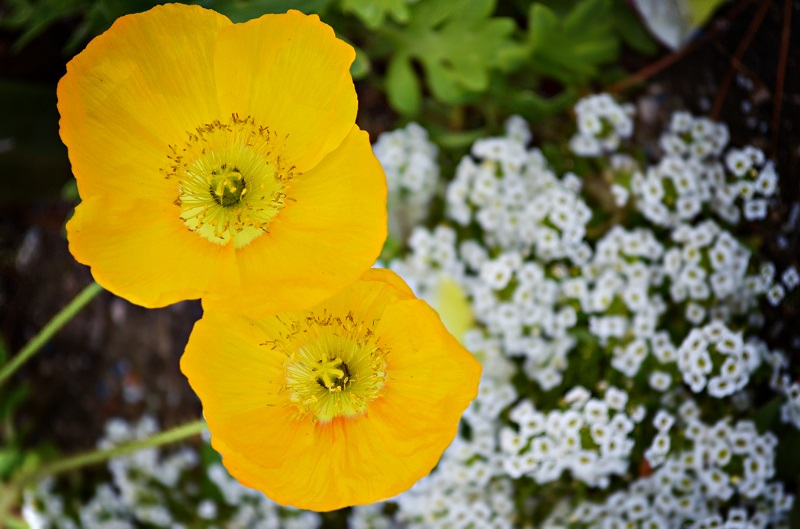 DSC_0615_yellow poppies small.jpg