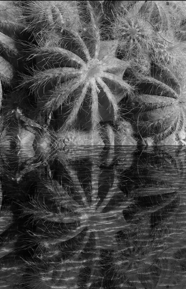 Cacti BW sm_pe.jpg