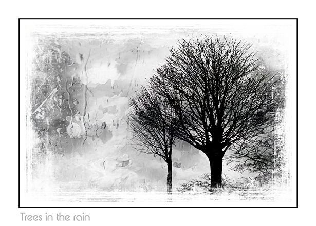 Trees in the Rain (Small).jpg