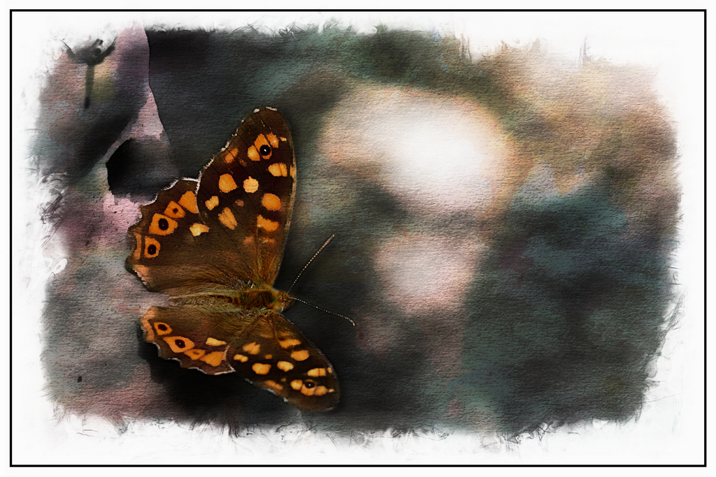 Butterfly1024.jpg