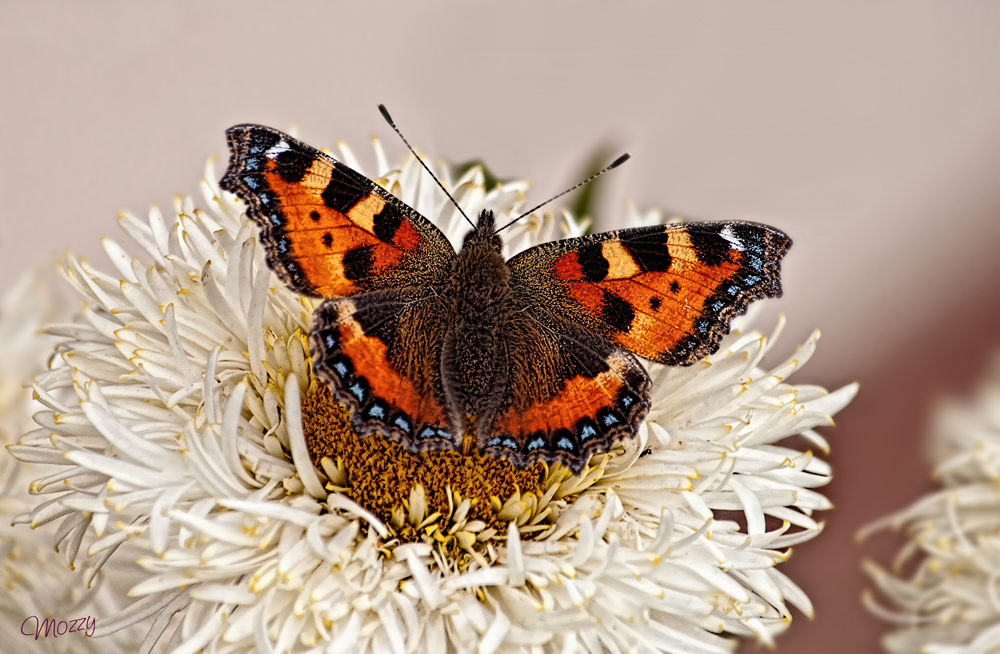 Finished Small Tortoiseshell butterfly SPE.jpg