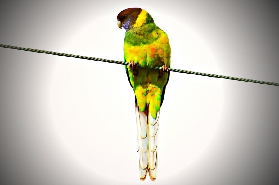 Bird on a wire 1.jpg