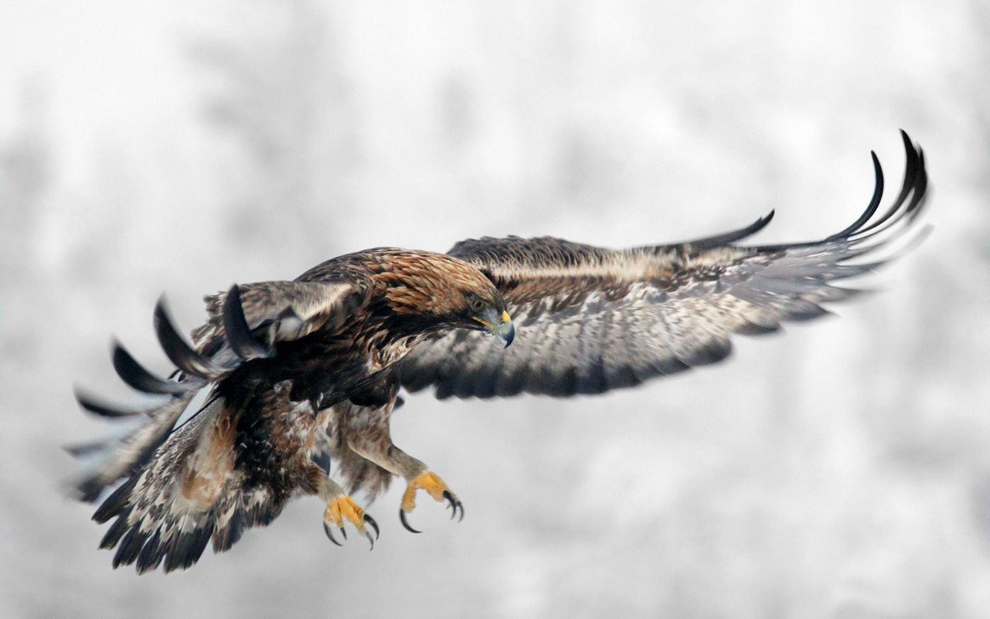 eagle-in-flight orig.jpg