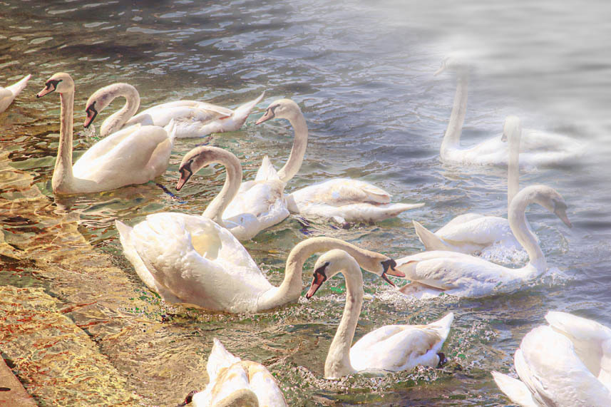 swans 1-sharpen-warm&cool contrast-interior-brighten-pool-mist-web.jpg