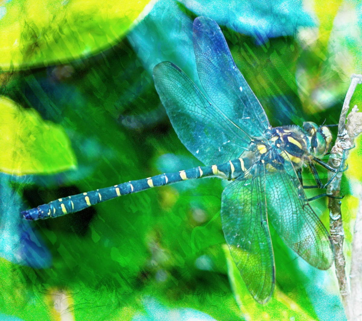 Dragonfly_artpe.jpg