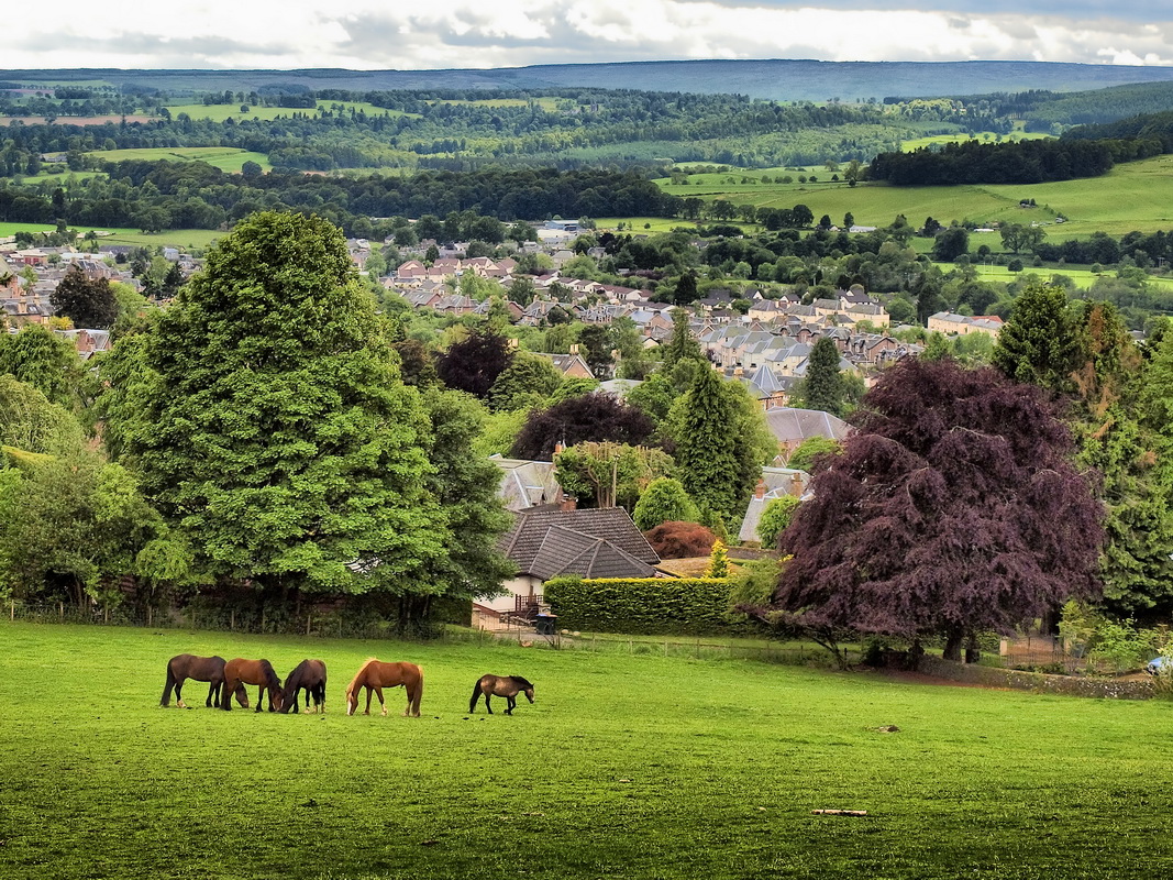 Horses_Crieff.jpg