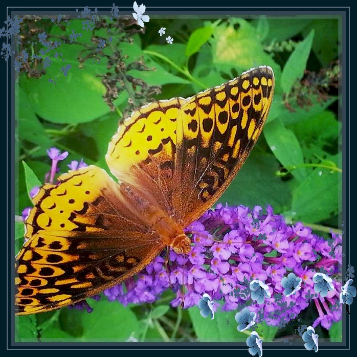 Butterfly w frame flowers.jpg