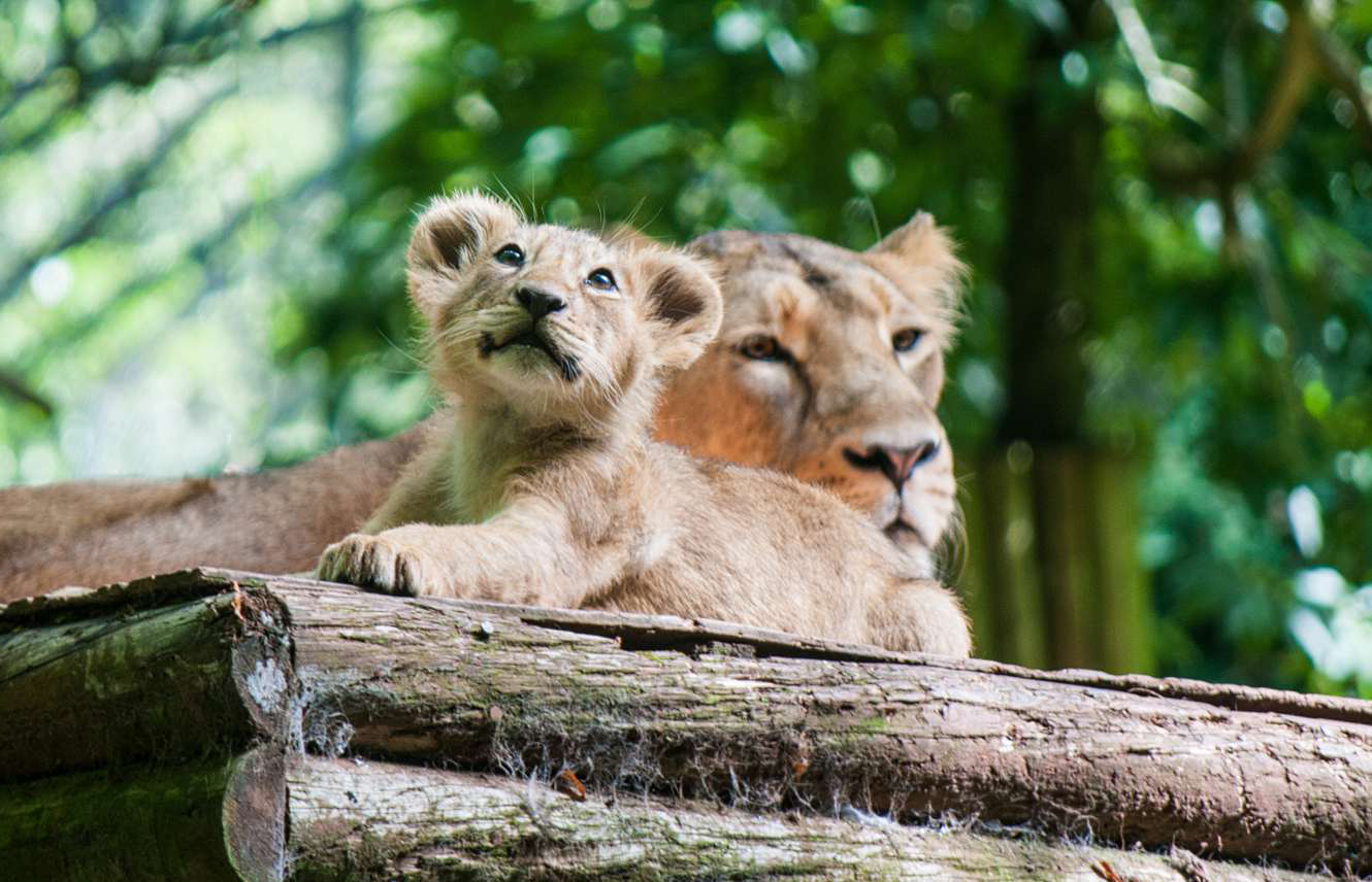 cub mum looking up_pe SPE final.jpg