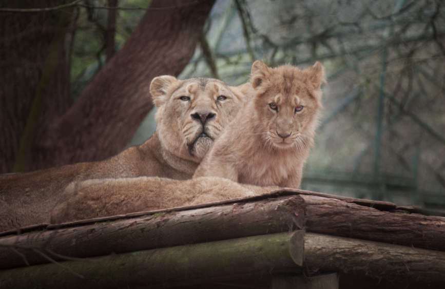 lioness with cub_pe SPE_pe half size.jpg