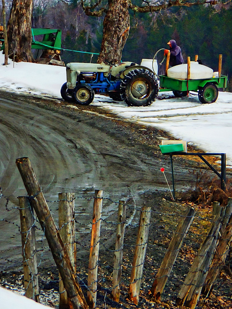 Gathering maple sap.jpg