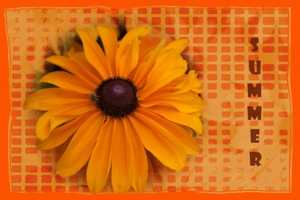 Yellow flower with checked background_pe_pe.jpg