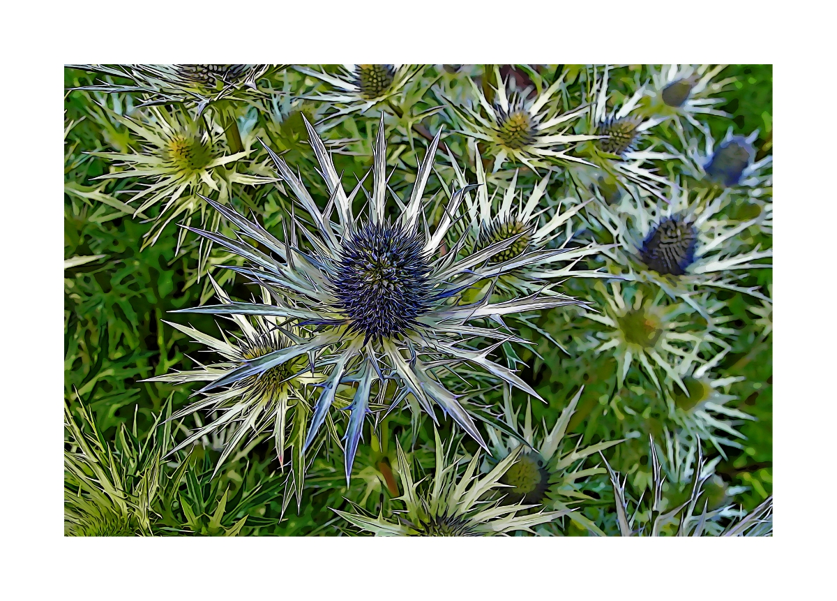 Eryngium - Sea Holly.jpg