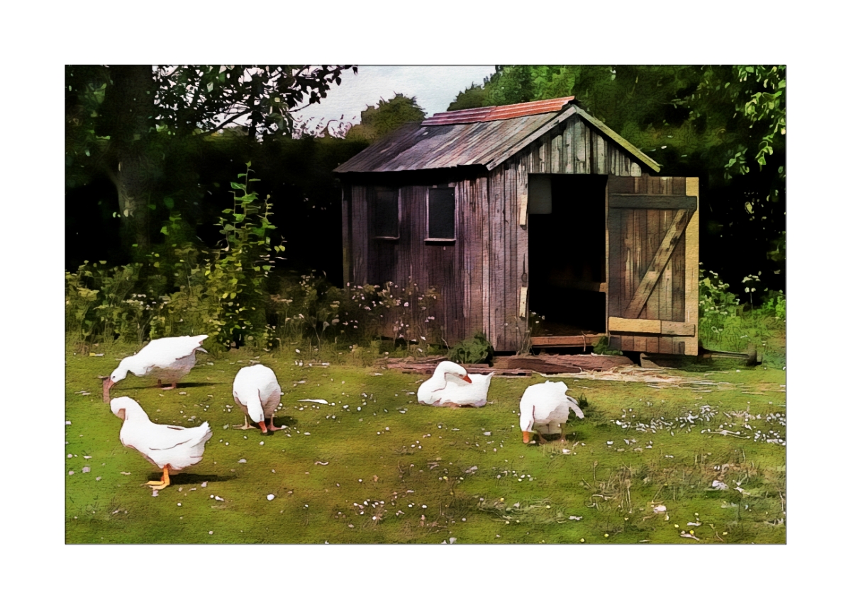 The Old Shed.jpg