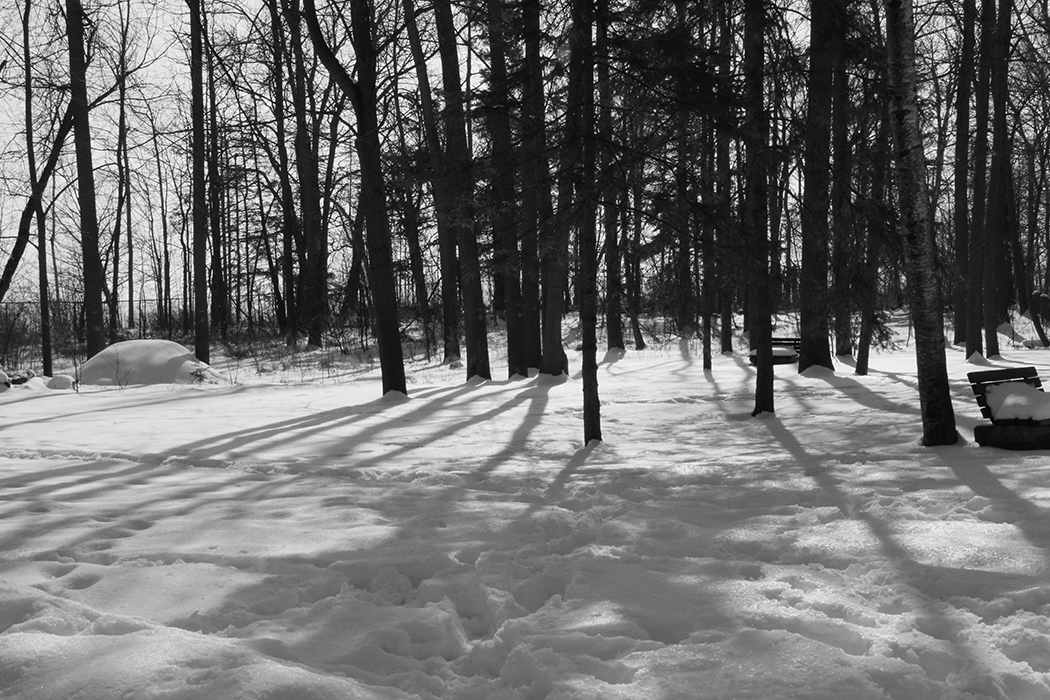 snow trees copy.JPG