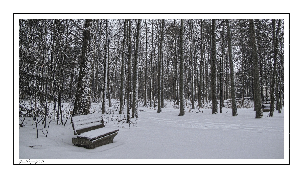 Bench in Woods copy_pe1.jpg