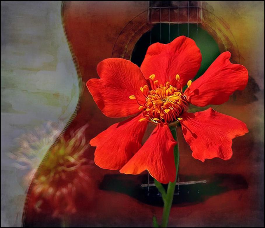 Geum & Guitar.jpg