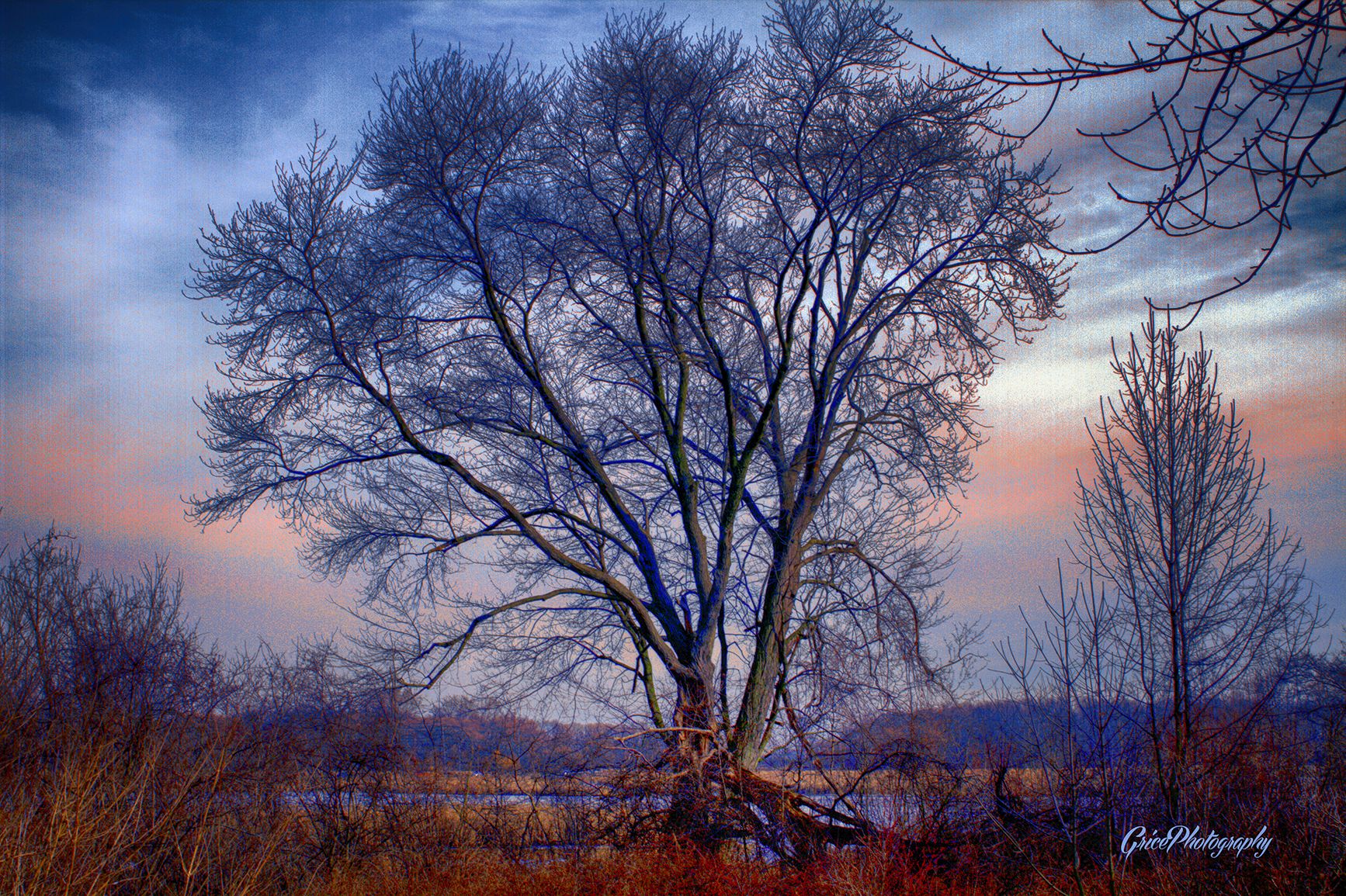 Bigtree2_HDR.JPG