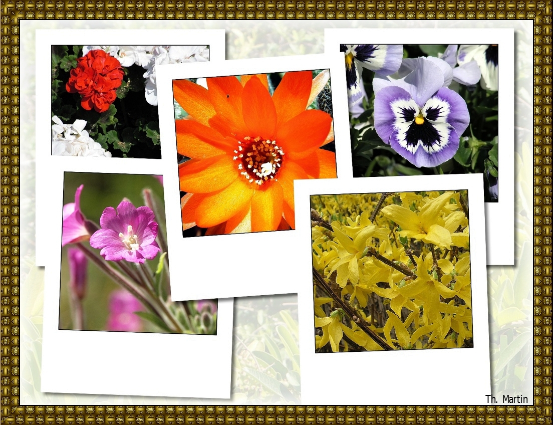 fleurs - planche 2_pe.jpg